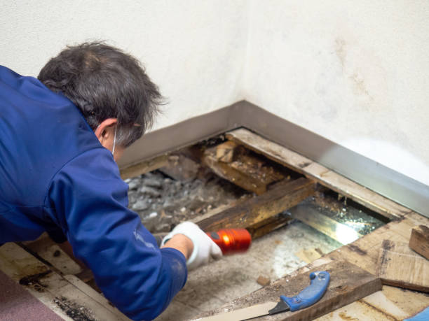 Best Mold Removal Company Near Me  in Janesville, IA