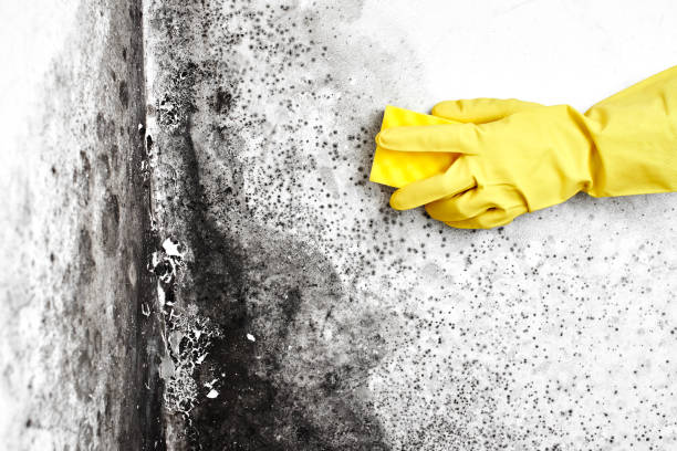 Reliable Janesville, IA Mold Removal Solutions