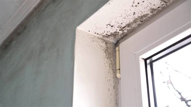 Office Mold Removal Services in Janesville, IA