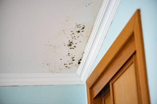Best Mold Cleaning Services  in Janesville, IA