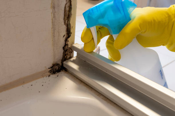 Best Mold Damage Repair  in Janesville, IA
