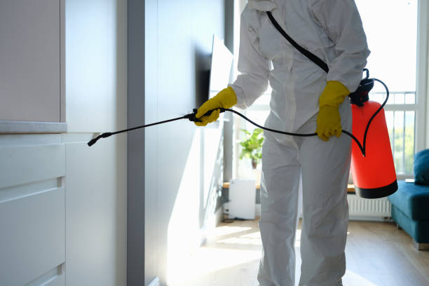 Best Black Mold Removal  in Janesville, IA