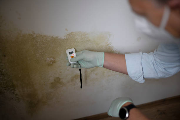 Best Commercial Mold Removal  in Janesville, IA