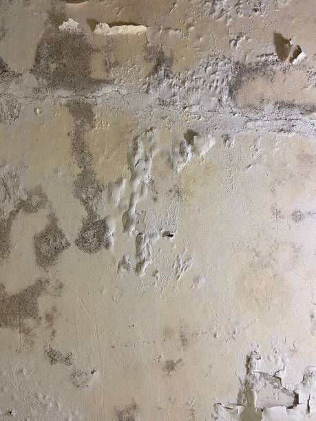 Best Fast Mold Removal  in Janesville, IA