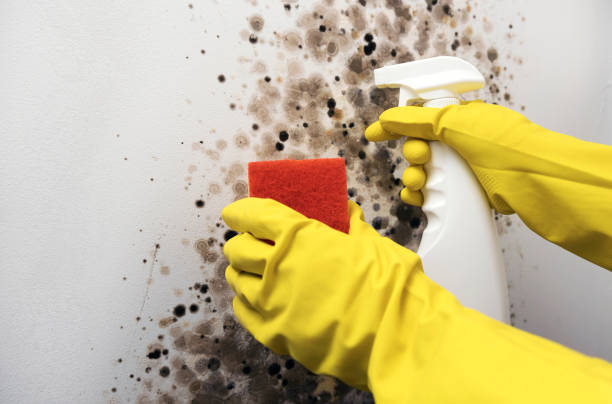 Best Toxic Mold Removal  in Janesville, IA