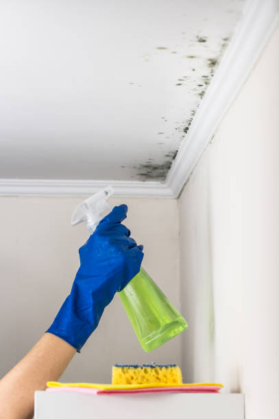 Best Residential Mold Removal  in Janesville, IA